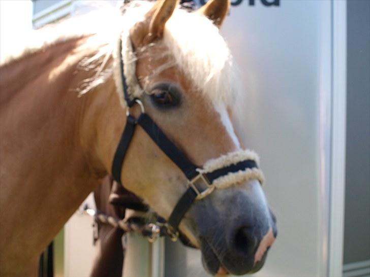 Sydjysk rideklub, rødekro - anne og lucky(: billede 16