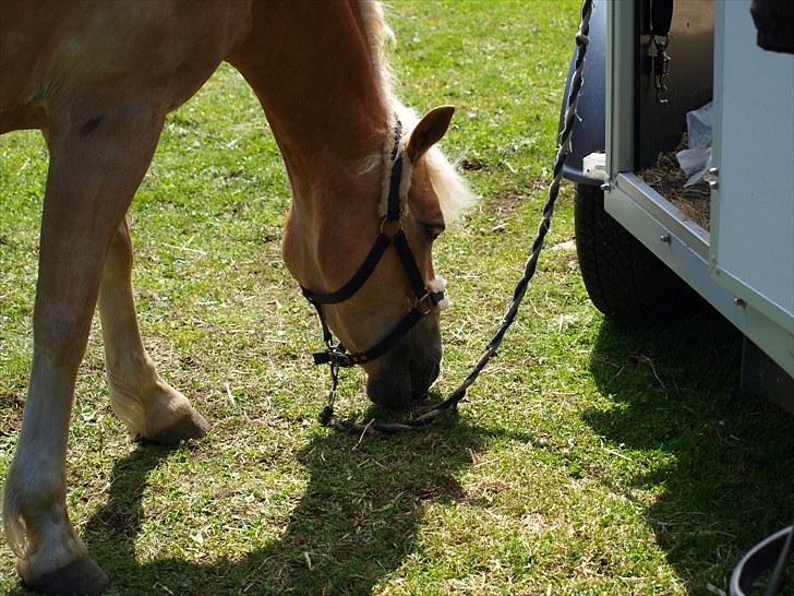 Sydjysk rideklub, rødekro - anne og lucky(: billede 18