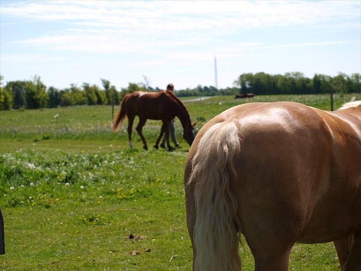 Sydjysk rideklub, rødekro - anne og lucky(: billede 19