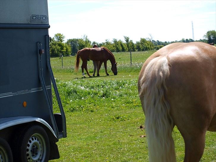 Sydjysk rideklub, rødekro - anne og lucky(: billede 20