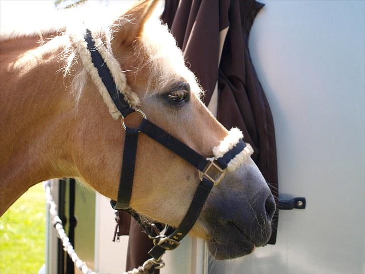 Sydjysk rideklub, rødekro - anne og lucky(: billede 22
