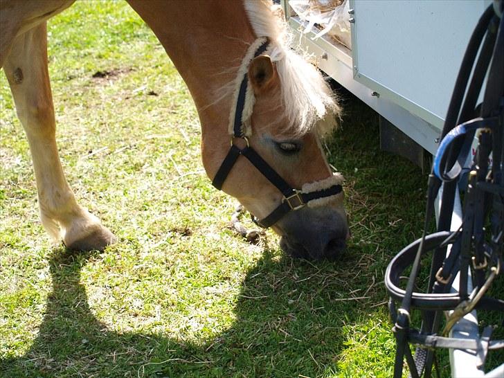 Sydjysk rideklub, rødekro - anne og lucky(: billede 23