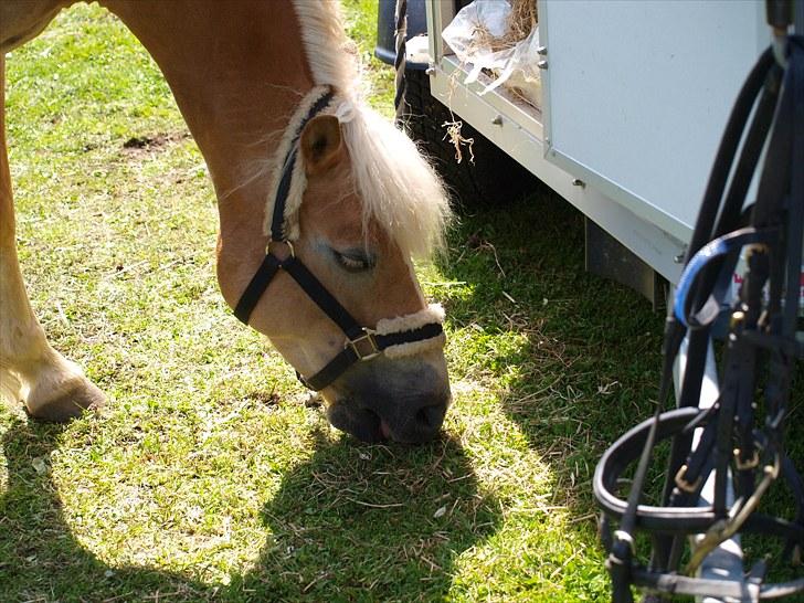 Sydjysk rideklub, rødekro - anne og lucky(: billede 24