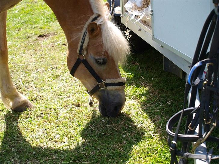 Sydjysk rideklub, rødekro - anne og lucky(: billede 25
