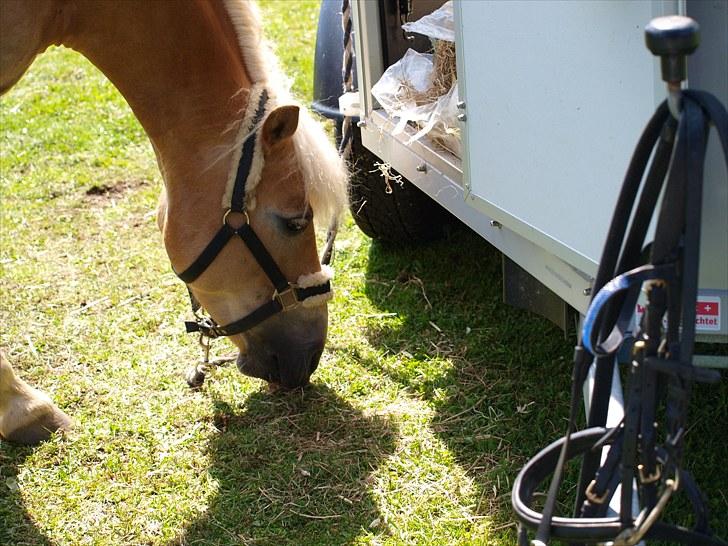 Sydjysk rideklub, rødekro - anne og lucky(: billede 26