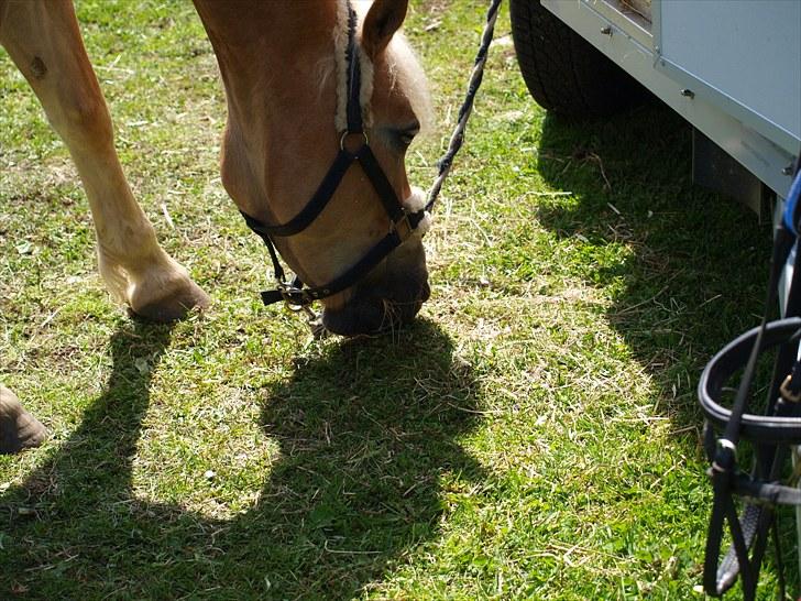 Sydjysk rideklub, rødekro - anne og lucky(: billede 27