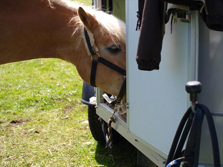 Sydjysk rideklub, rødekro - anne og lucky(: billede 28