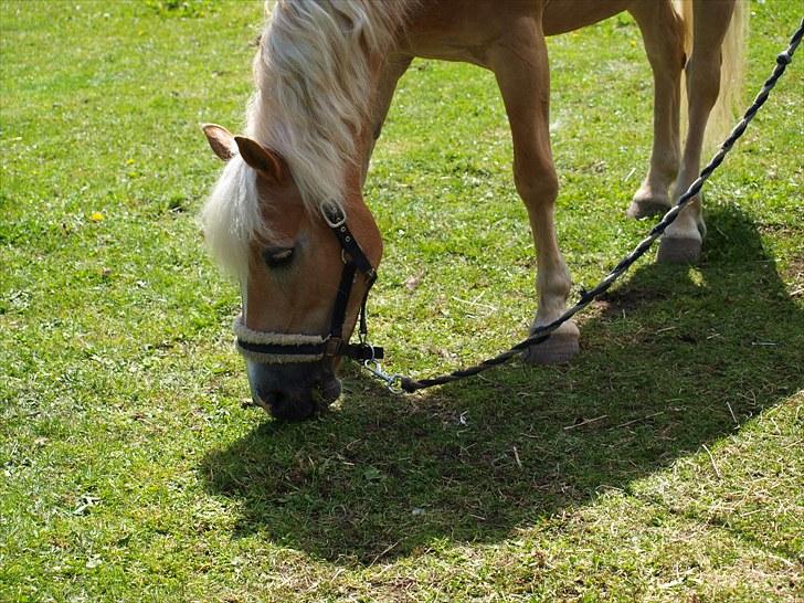Sydjysk rideklub, rødekro - anne og lucky(: billede 30