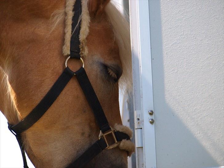 Sydjysk rideklub, rødekro - anne og lucky(: billede 31
