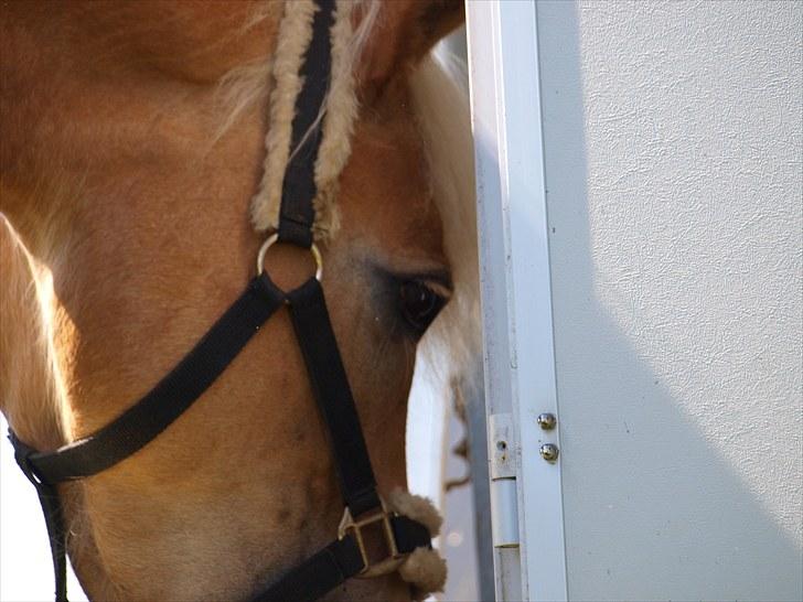 Sydjysk rideklub, rødekro - anne og lucky(: billede 32