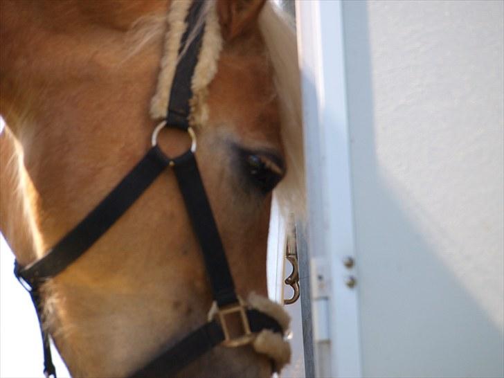 Sydjysk rideklub, rødekro - anne og lucky(: billede 33