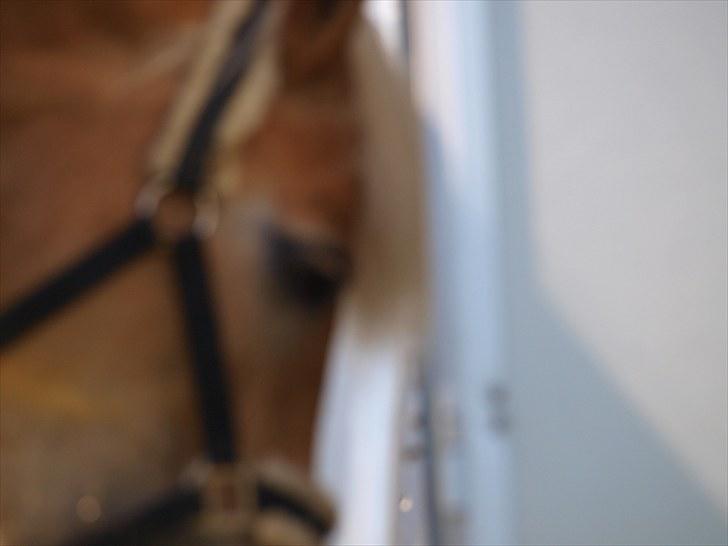 Sydjysk rideklub, rødekro - anne og lucky(: billede 34