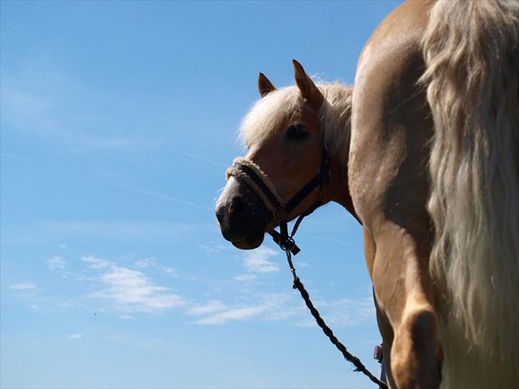 Sydjysk rideklub, rødekro - anne og lucky(: billede 38