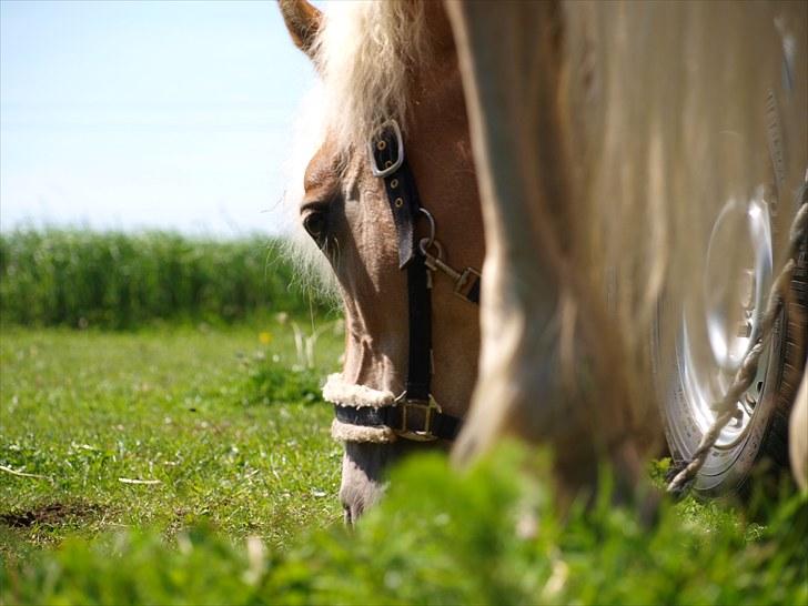 Sydjysk rideklub, rødekro - anne og lucky(: billede 40