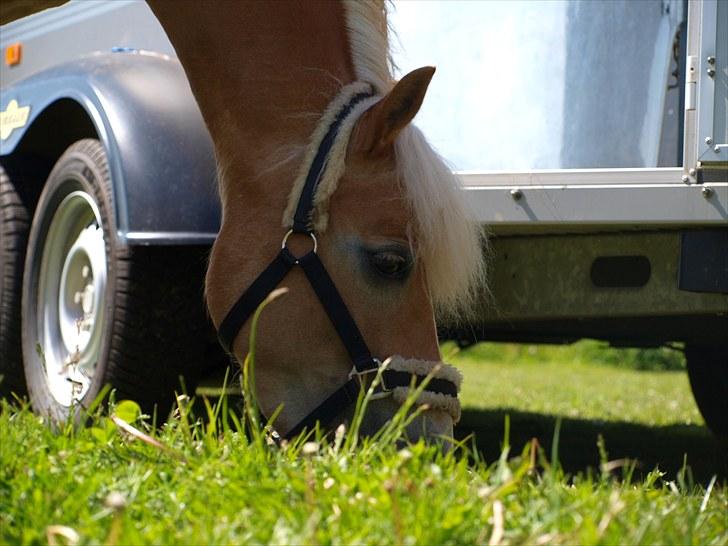 Sydjysk rideklub, rødekro - anne og lucky(: billede 41