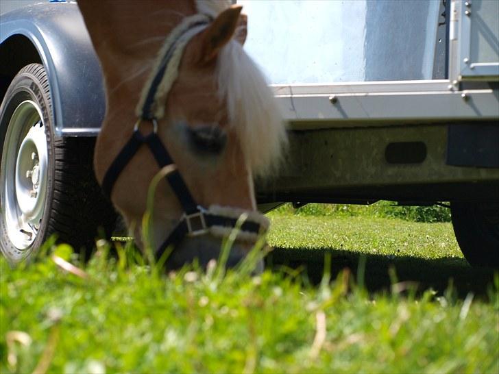 Sydjysk rideklub, rødekro - anne og lucky(: billede 42