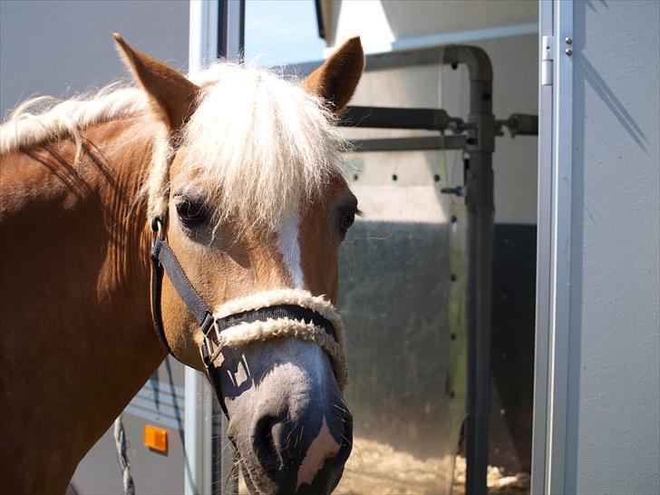 Sydjysk rideklub, rødekro - anne og lucky(: billede 44