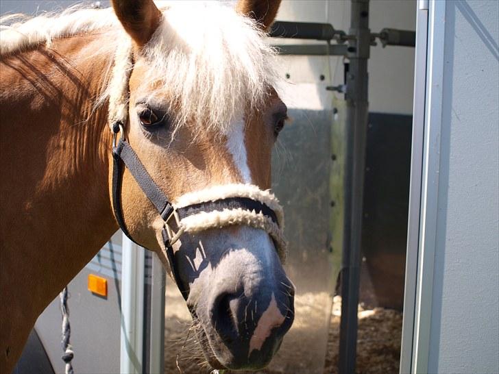 Sydjysk rideklub, rødekro - anne og lucky(: billede 45