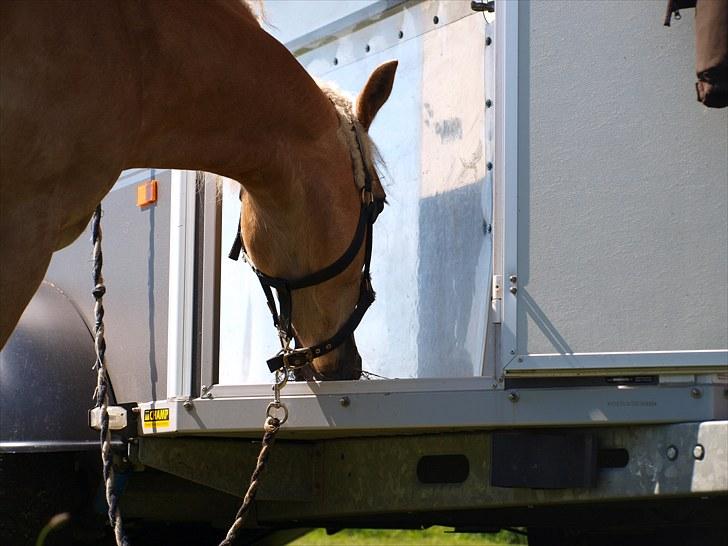 Sydjysk rideklub, rødekro - anne og lucky(: billede 46