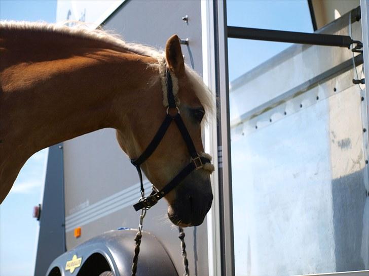 Sydjysk rideklub, rødekro - anne og lucky(: billede 47