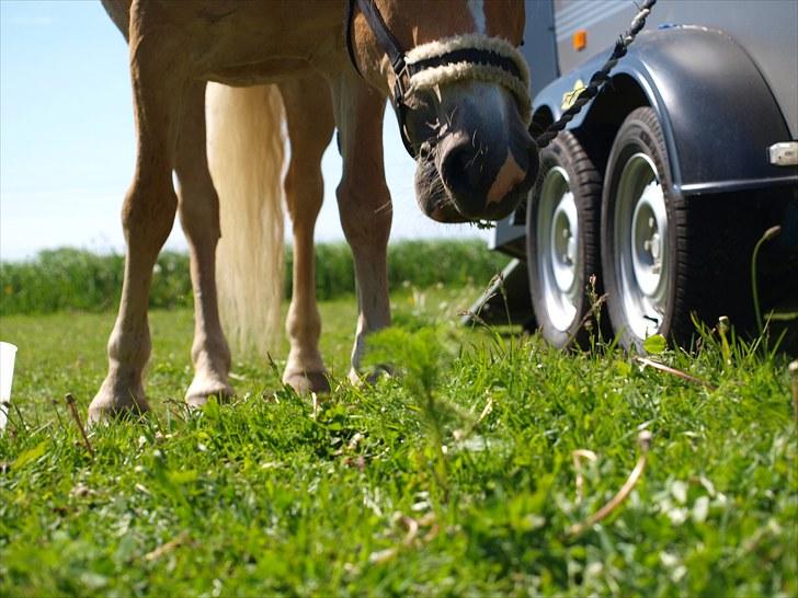 Sydjysk rideklub, rødekro - anne og lucky(: billede 48