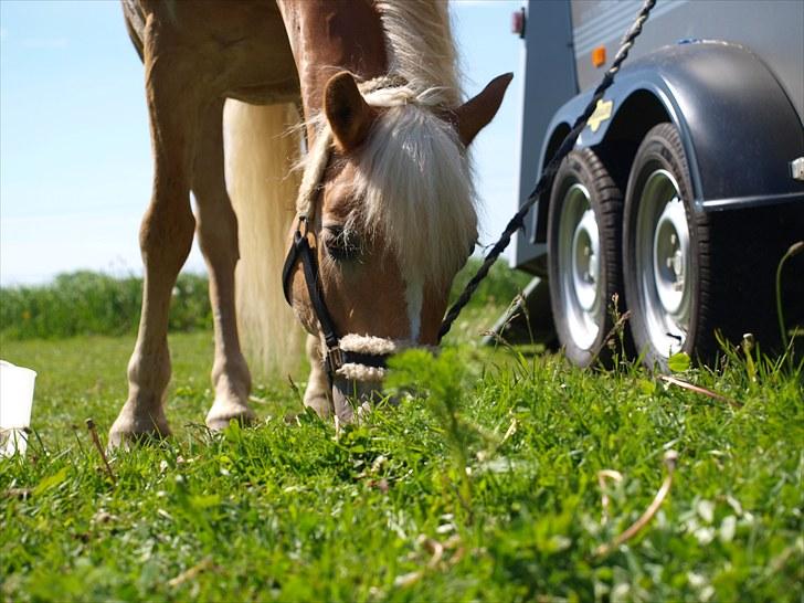 Sydjysk rideklub, rødekro - anne og lucky(: billede 49
