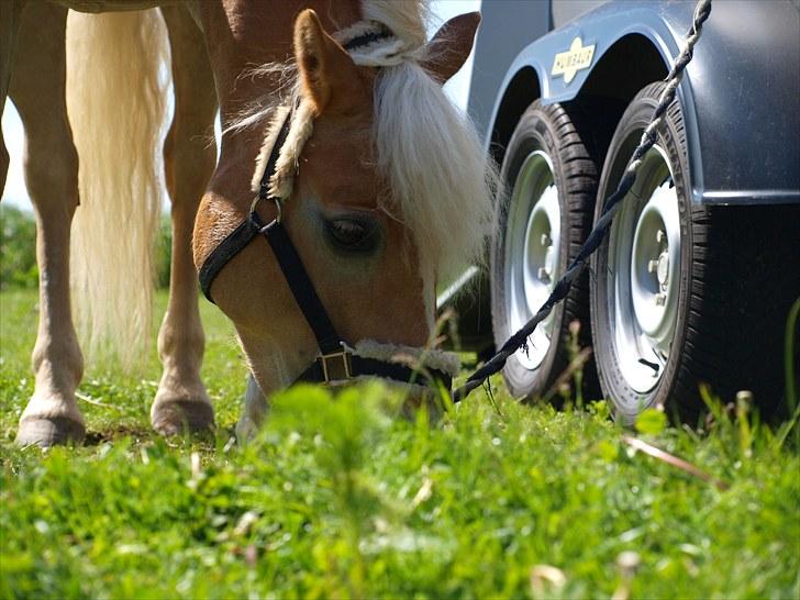 Sydjysk rideklub, rødekro - anne og lucky(: billede 51