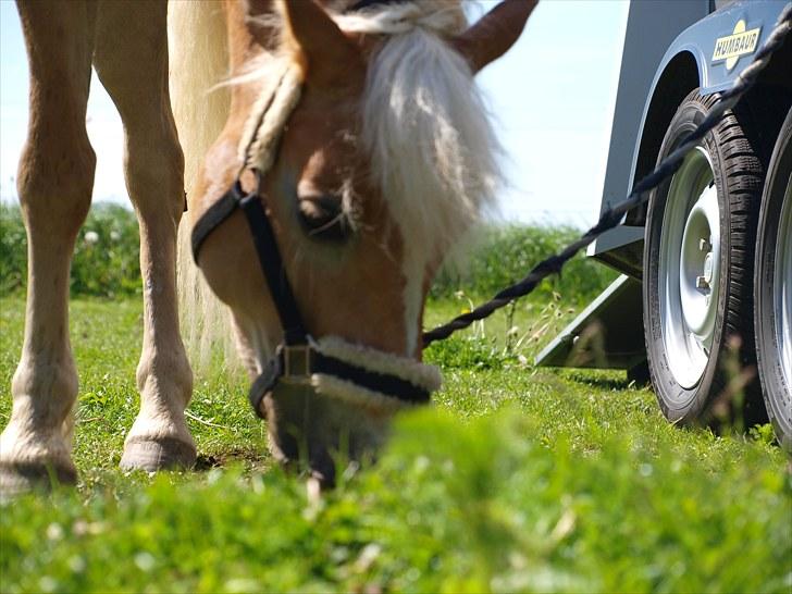 Sydjysk rideklub, rødekro - anne og lucky(: billede 52