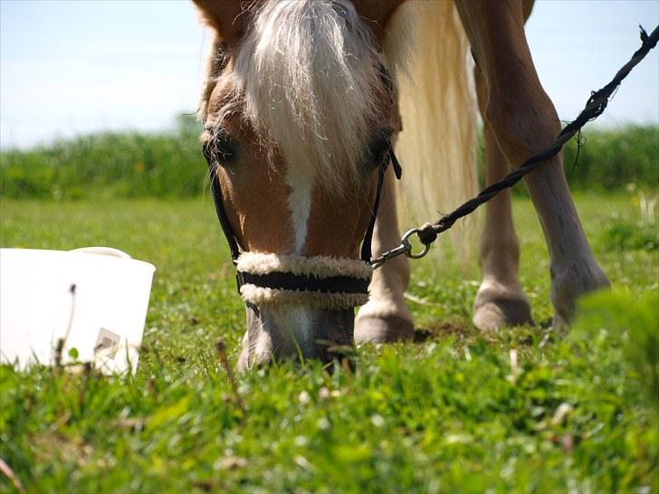 Sydjysk rideklub, rødekro - anne og lucky(: billede 53