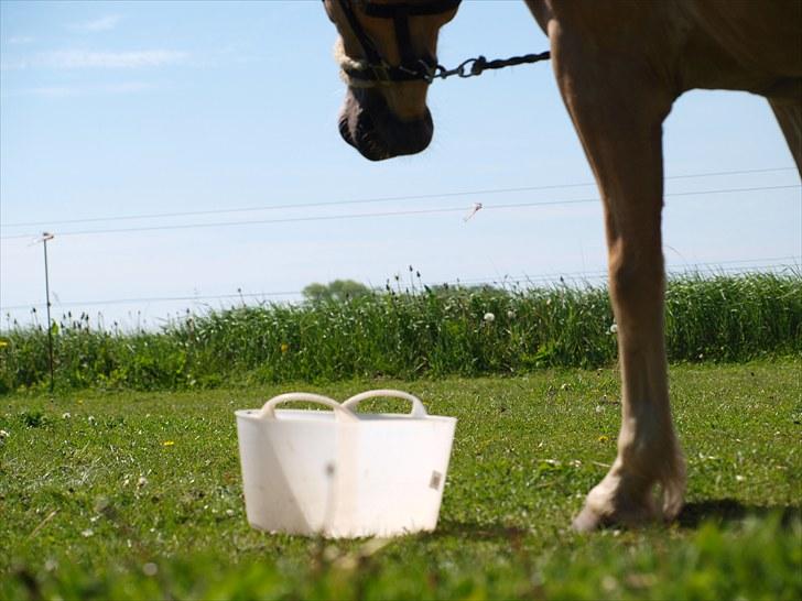 Sydjysk rideklub, rødekro - anne og lucky(: billede 54
