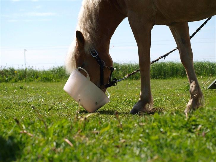 Sydjysk rideklub, rødekro - anne og lucky(: billede 55