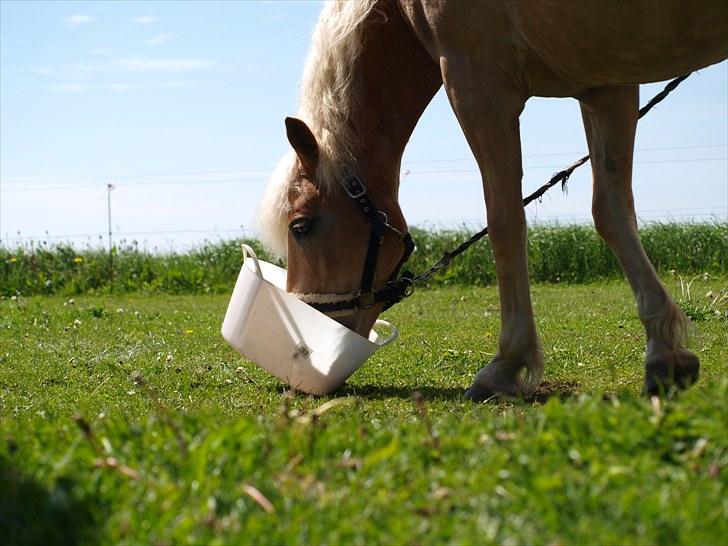 Sydjysk rideklub, rødekro - anne og lucky(: billede 56