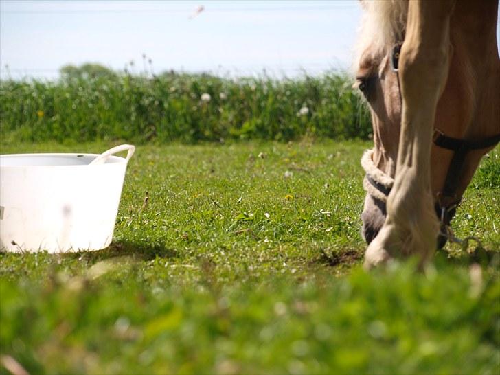 Sydjysk rideklub, rødekro - anne og lucky(: billede 57