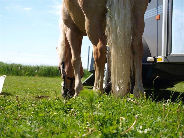 Sydjysk rideklub, rødekro - anne og lucky(: billede 58