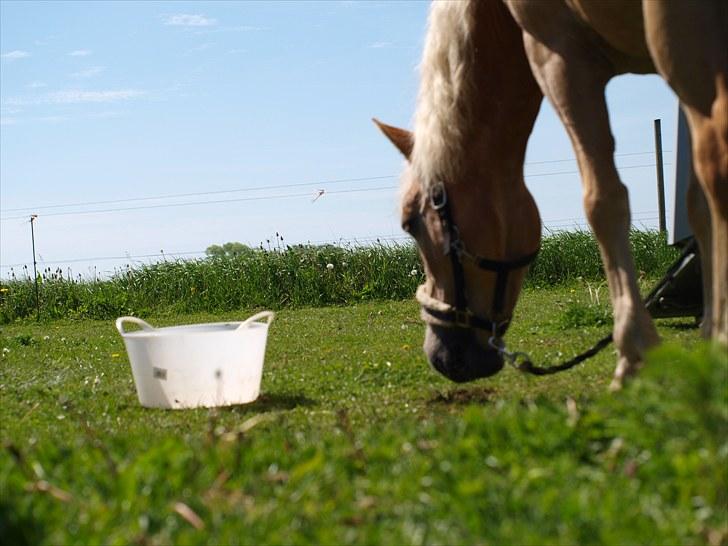 Sydjysk rideklub, rødekro - anne og lucky(: billede 59