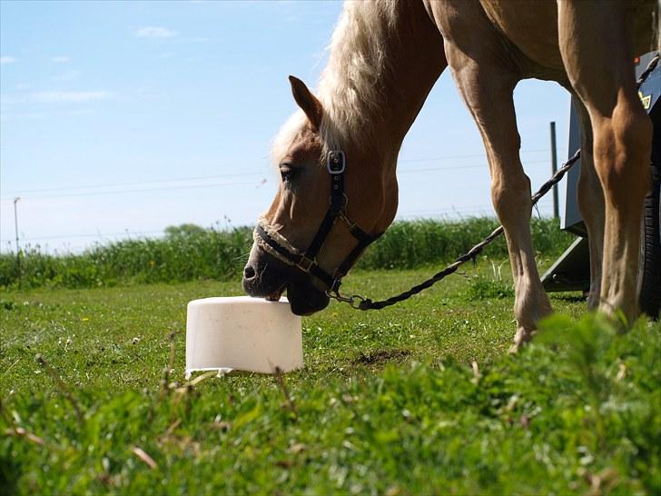 Sydjysk rideklub, rødekro - anne og lucky(: billede 60