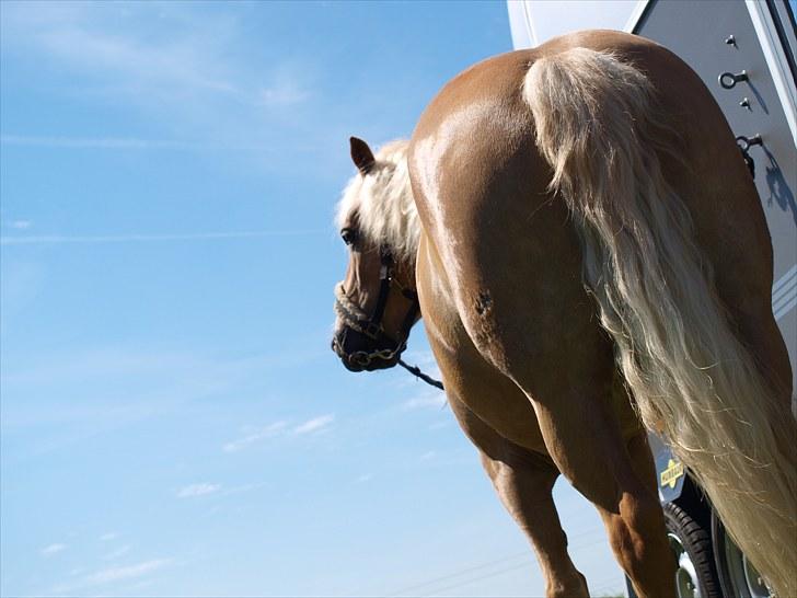 Sydjysk rideklub, rødekro - anne og lucky(: billede 61