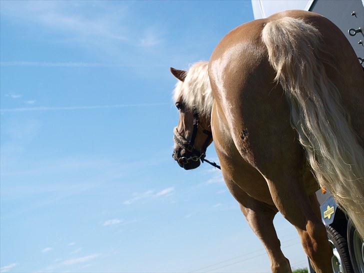 Sydjysk rideklub, rødekro - anne og lucky(: billede 62