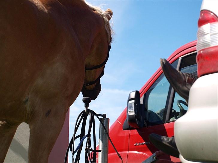 Sydjysk rideklub, rødekro - anne og lucky(: billede 63