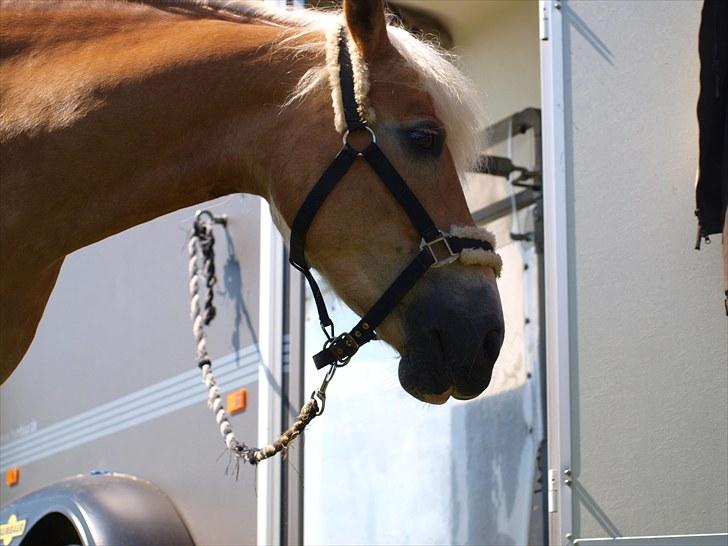 Sydjysk rideklub, rødekro - anne og lucky(: billede 64