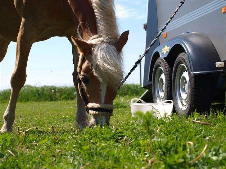 Sydjysk rideklub, rødekro - anne og lucky(: billede 65