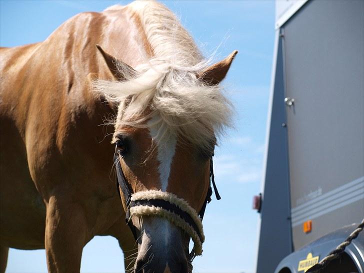 Sydjysk rideklub, rødekro - anne og lucky(: billede 66