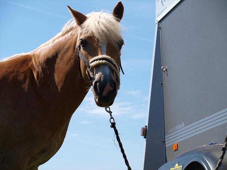 Sydjysk rideklub, rødekro - anne og lucky(: billede 67