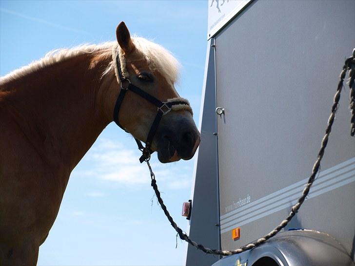 Sydjysk rideklub, rødekro - anne og lucky(: billede 68