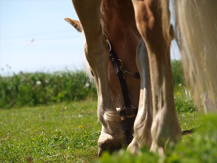 Sydjysk rideklub, rødekro - anne og lucky(: billede 69