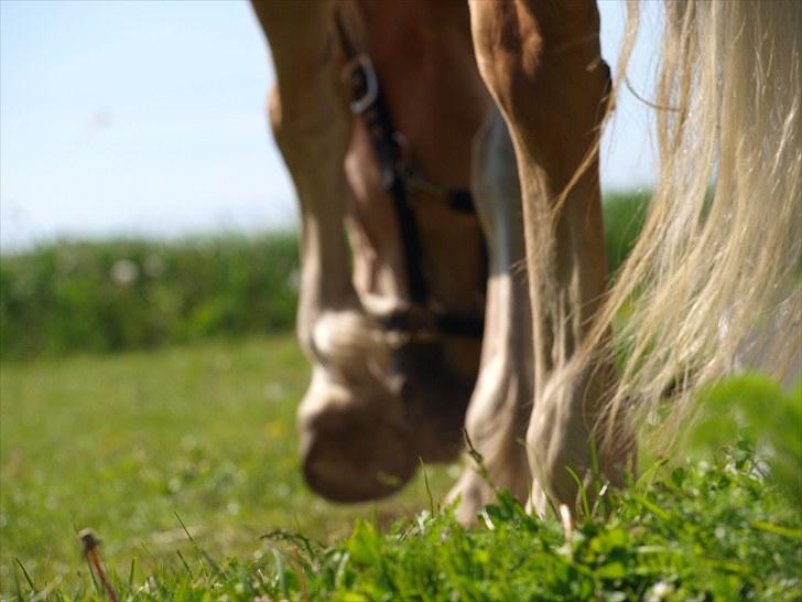 Sydjysk rideklub, rødekro - anne og lucky(: billede 70