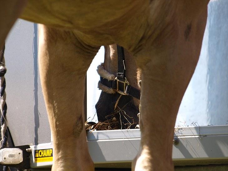 Sydjysk rideklub, rødekro - anne og lucky(: billede 73