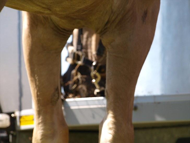 Sydjysk rideklub, rødekro - anne og lucky(: billede 74