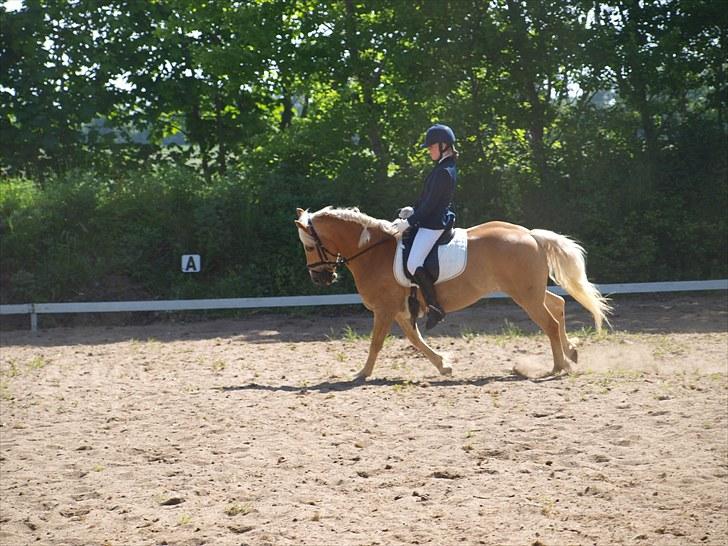 Sydjysk rideklub, rødekro - anne og lucky(: billede 86