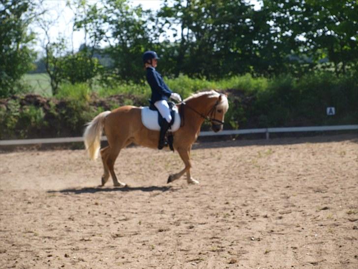 Sydjysk rideklub, rødekro - anne og lucky(: billede 89